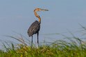 039 Botswana, Chobe NP, reuzenreiger